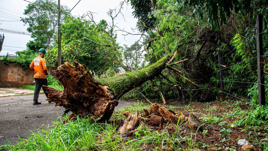 Emergency Tree Services & Tree Removal