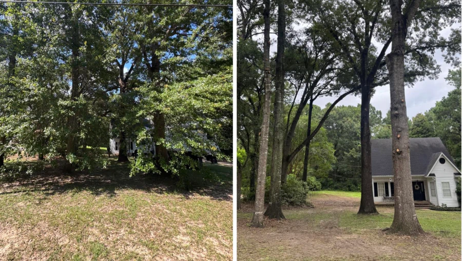 Tree Trimming & Pruning Tree Trimming & Pruning
